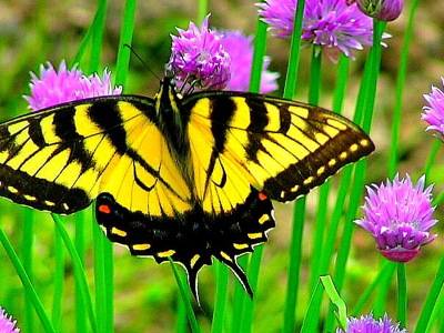 Allium schoenoprasum